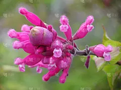 丹参(玫瑰叶鼠尾草)