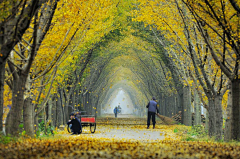 扶风贤哲采集到景观元素-道路