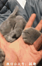 如何让你的猫停止咬人