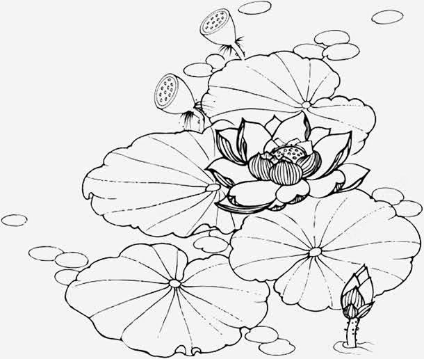 手绘简笔画睡莲png免抠素材_新图网 h...
