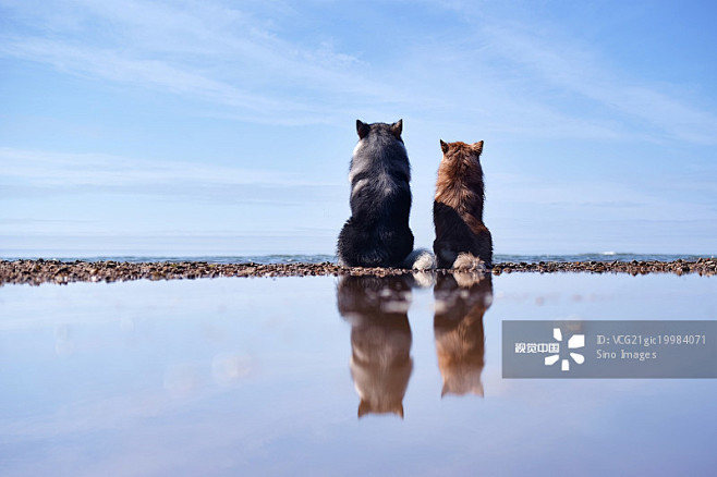 海边的两只阿拉斯加犬