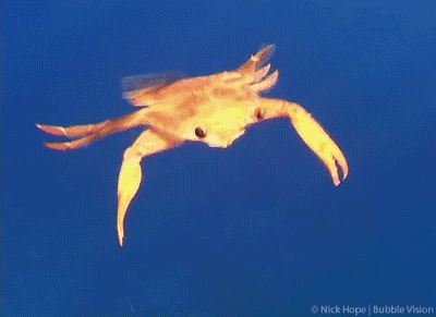 螃蟹这样游泳啊 涨姿势了！