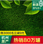 春季新茶预售主图茶叶主图茶叶主图 绿色茶叶主图 草地 叶子 2017新茶预售 新茶主图 罐装茶叶主图 生茶主图 绿茶主图