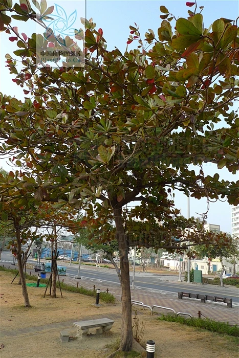 Terminalia catappa 榄仁树-花瓣网