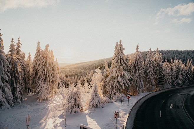 Snow Covered Trees a...