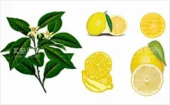 柠檬插画矢量  - 源文件下载【酷图网】柠檬,小清晰,柠檬叶,卡通柠檬,手绘柠檬,黄柠檬,手绘,插画,插图,切开,柠檬片,柠檬插画,柠檬黄,高清,白底,插画柠檬背景,柠檬背景,背景柠檬,水果,设计,