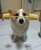 厉害不～