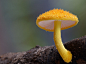 Yellow Mushroom