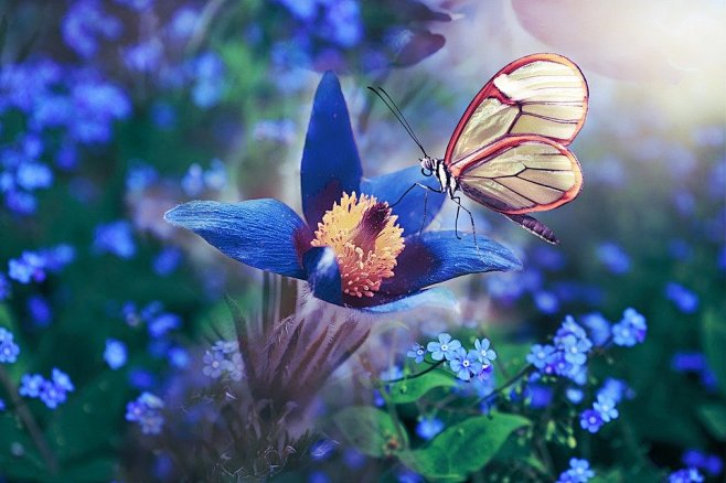 蝴蝶 鲜花 荣 - Pixabay上的免...