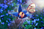 蝴蝶 鲜花 荣 - Pixabay上的免费照片 _摄影（P）_T2020111 #率叶插件，让花瓣网更好用_http://ly.jiuxihuan.net/?yqr=14739863#