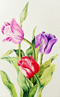 外国经典手绘花卉 (89)