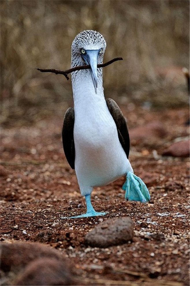 趣味动物摄影超级有镜头感的动物喜剧明星们