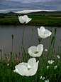 Guzide : gyclli:
“ White poppies  photographer: Mariana Stefanova
photodom.com
”