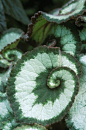 Begonia rex 'Escargot' 蟆叶海棠"蜗牛"