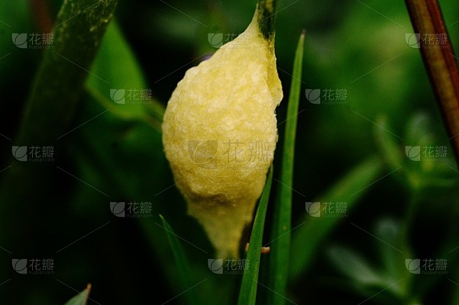 茧