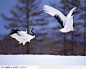 雪地上两只跳起的白鹤