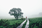 【美图分享】Takashi Yasui的作品《Chasing fog》 #500px# @500px社区