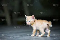 美丽的小猫咪。