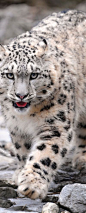 Snow leopard