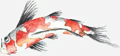 水墨海洋生物锦鲤图_新图网 https://ixintu.com 海鲜 海洋 海洋生物 鲤鱼 锦鲤 日本锦鲤 矢量动物 手绘 鱼 卡通 立体 可爱 创意
