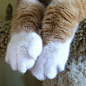 am I the only one here who's obsessed with kitty's paws!?: 