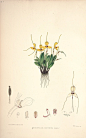 内容：Masdevallia 作者：Woolward, Florence and Lehmann 时间：1896 版本：The genus Masdevallia