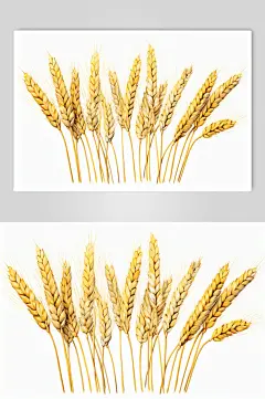 数字艺术麦子绘画高清插画-众图网