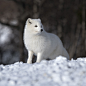 Arctic fox by Leif Arne Evensen on 500px#北极狐##白##摄影##动物#北极狐你好美，北极狐你好萌