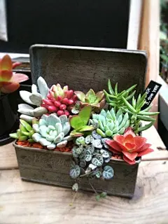 把多肉种在一个铁盒子里，来自自然界的宝贝