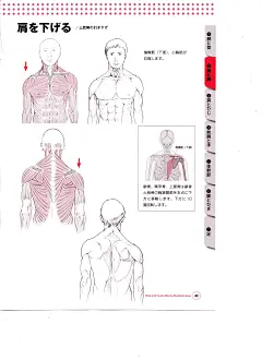 骨骼肌肉人体结构运动规律 (41).jpg