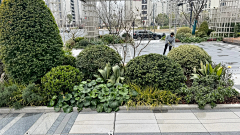 o萌萌o采集到冬季植物