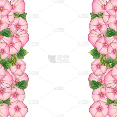 粉色,国境线,蜀葵,华丽的,葡萄酒,浪漫,壁纸,婚礼,传统节日,自然美