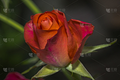 花瓣素材-动植物图片采集到玫瑰