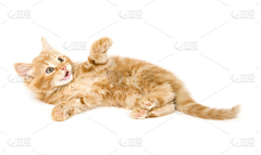 onetagain采集到猫