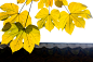 作品：秋叶
作者：惠希栋
作品简介
逆光的秋叶色彩显得更加浓烈。