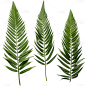 植物绿叶叶子