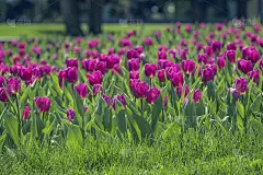 公园里的紫粉色郁金香花坛。紫色的郁金香田，紫色的春天背景。关闭了。有选择性的重点。