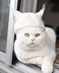戴帽子的猫，摄影师 Ryo Yamazaki ​​​​