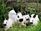 野花杂草上的四只可爱兔子们桌面壁纸