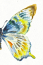 Blue Gold Butterfly: 