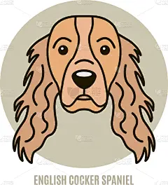 英格兰,注视镜头,分离着色,可爱的,白色,宠物,纯种犬,肖像,图像