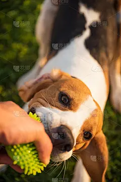 在阳光明媚的夏日，在草地上与小猎犬进行拔河比赛