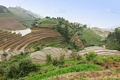 龙脊梯田,广西壮族自治区,梯田,稻,中国,壮族,瑶族,苗族,龙胜,阳朔