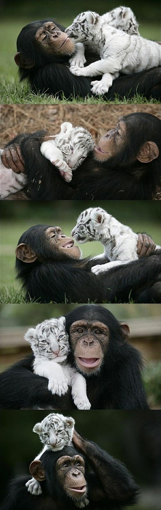 猩猩妈妈与老虎孩子