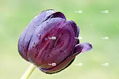 花 郁金香 春天 开花 深红 花卉背景 花壁纸 花园 自然