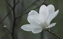玉兰花高清壁纸