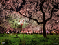 Japan shrine National Geographic Kyoto  / 1600x1200 Wallpaper