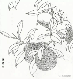 hanson-冯汉军采集到C-插画-植物线稿