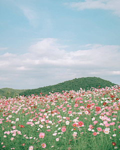 海豚huanhuan采集到山