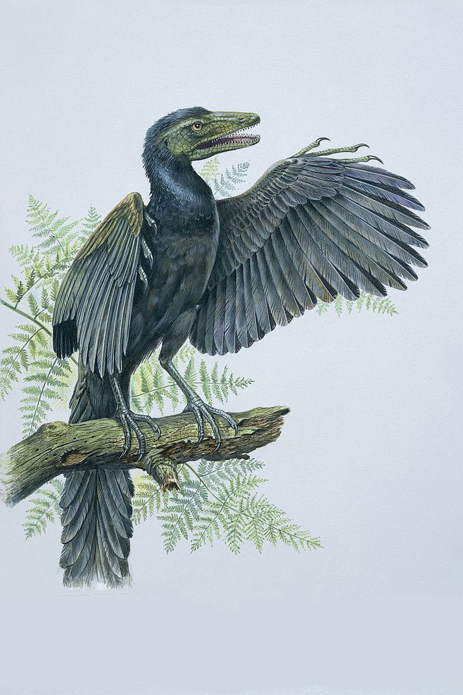 古鸟目·始祖鸟科·始祖鸟属:始祖鸟